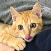 ガッツキャット