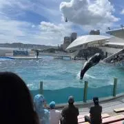ほむほむの画像