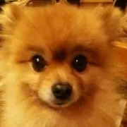 まつ