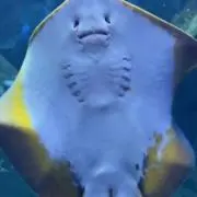 わんの画像
