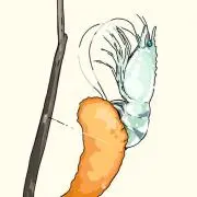 売るぜ買うぜの画像