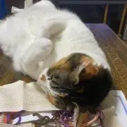 モルちゃんの画像
