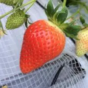 t.nob