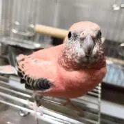 せいの画像