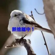 @睡蓮の画像