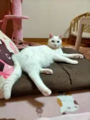 ちゃちゃ丸
