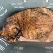 ちゃーすけ