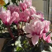 まりーの画像