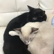 すみしゅん