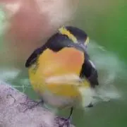 コチロの画像