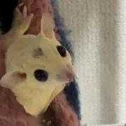 guaxinimの画像