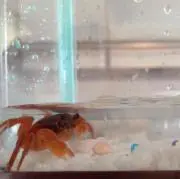 Emiii