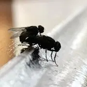 ハエックス
