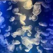ぽんの画像