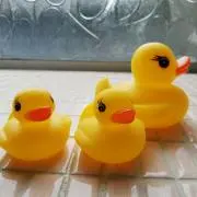 七面鳥の画像