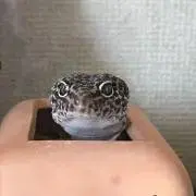 ありぺいの画像