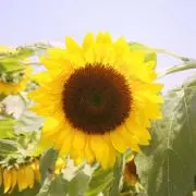 glacéの画像