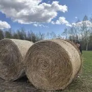 ぽっぽの画像