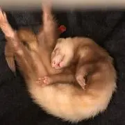 WoodGlueの画像