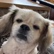 Shu