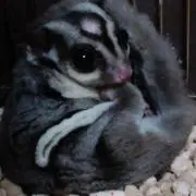 ももたん