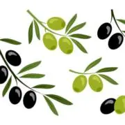 Olive11の画像