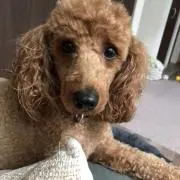 さおりんの画像