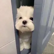りんの画像