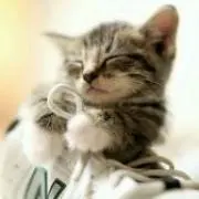 うさぎの画像