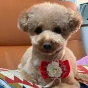 ももののの画像