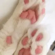あゆみの画像