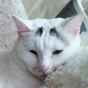ねこにゃん