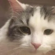 なんなんたん