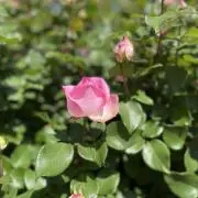 ゆずの画像