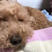 みーちゃん(お値段交渉コメントください)
