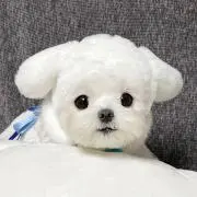 マンゴーぷりんの画像