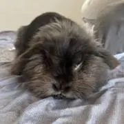 もこの画像
