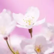 いち（プロフを確認願います）