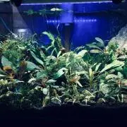 カヤ