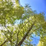 lieeの画像