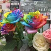 Soraの画像