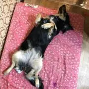 シェリー