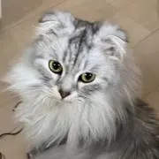 ぎねすの画像