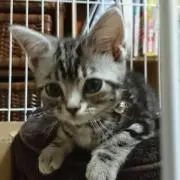ひまわり