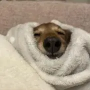 セトの画像