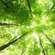 Aromaの画像