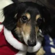 コロタン
