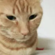 ここすけの画像