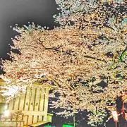 Bralicの画像