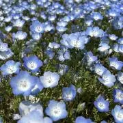 asonaの画像